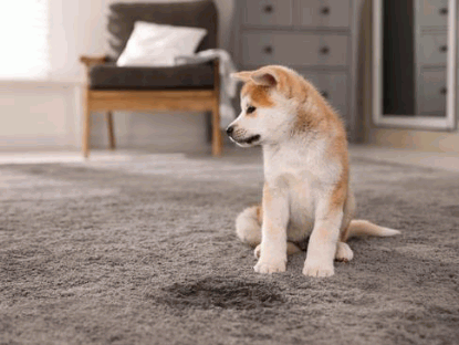 How To Clean Dog Pee From Carpet